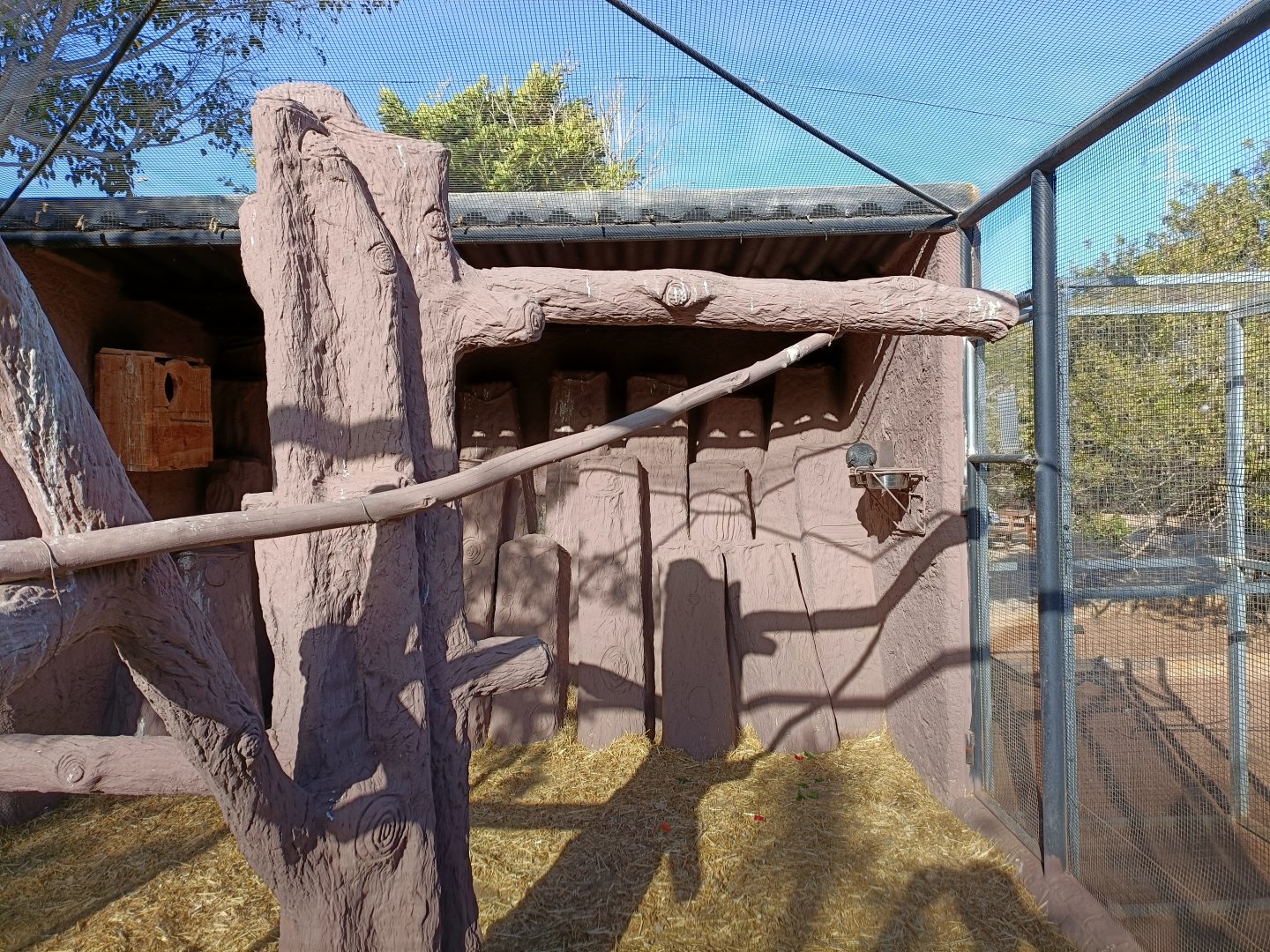 Greater vasa parrot exhibit