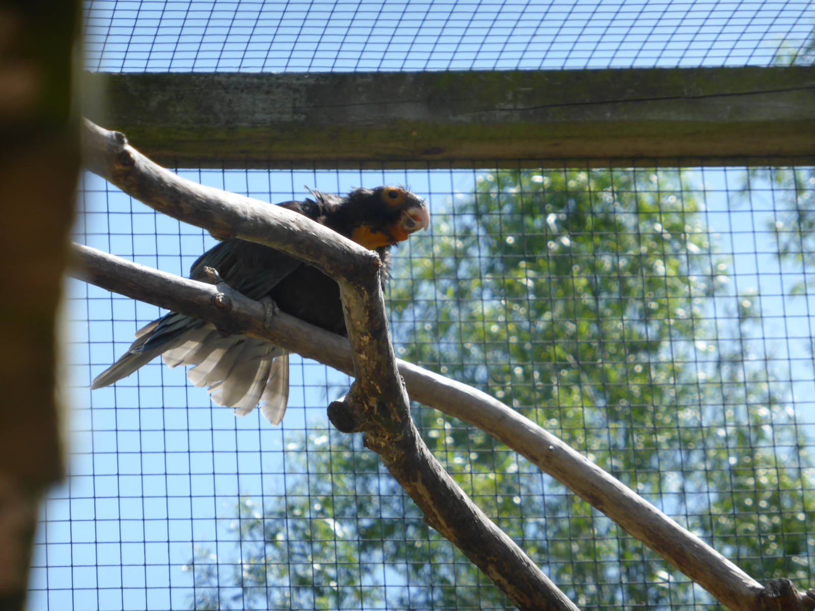 Greater vasa parrot female