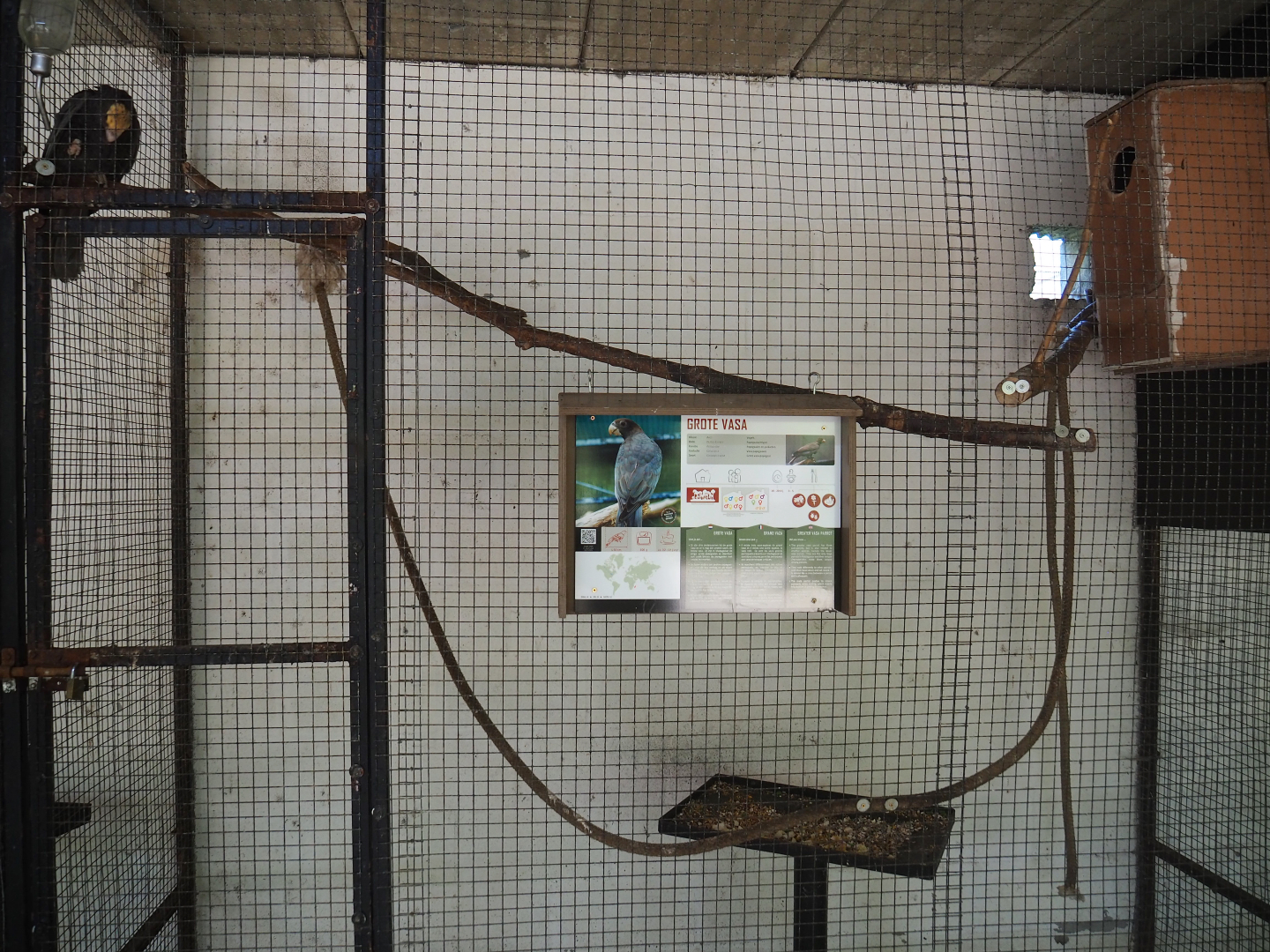 Greater Vasa parrot indoor housing, 2019-08-04