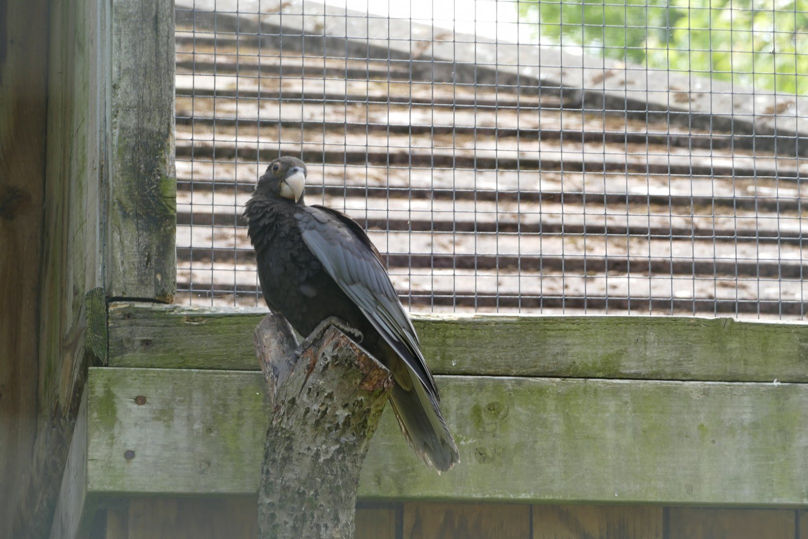 Greater vasa parrot, June 2022