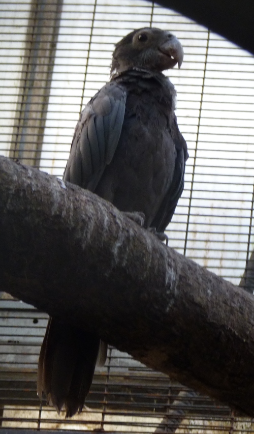 Greater vasa parrot, or just vasa parrot