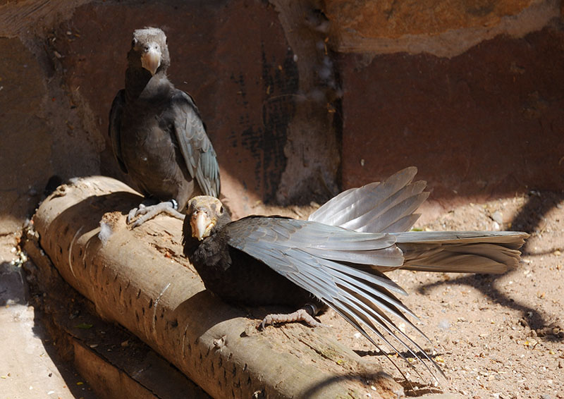 Greater vasa parrot pair 2005