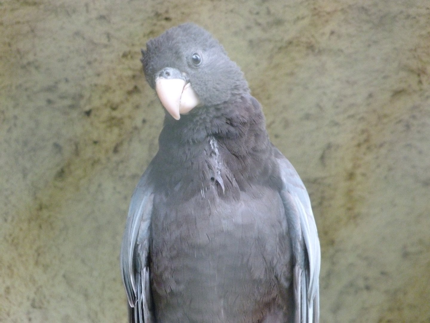 Greater vasa parrot -ZooParc de Beauval (2025)