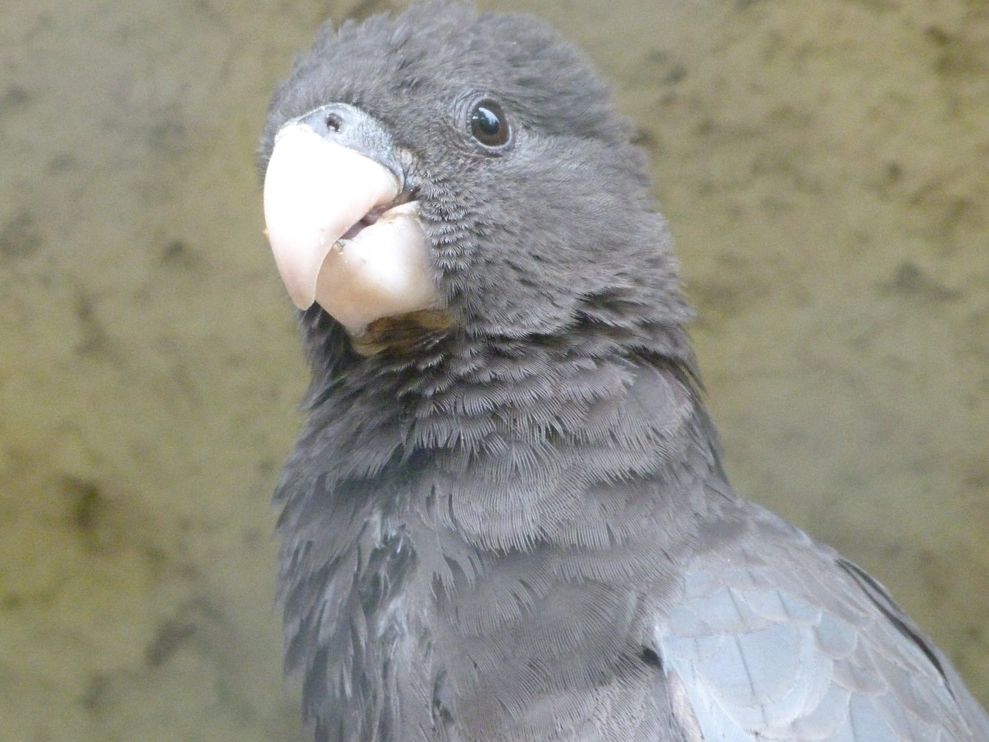 Greater vasa parrot -ZooParc de Beauval (2025)