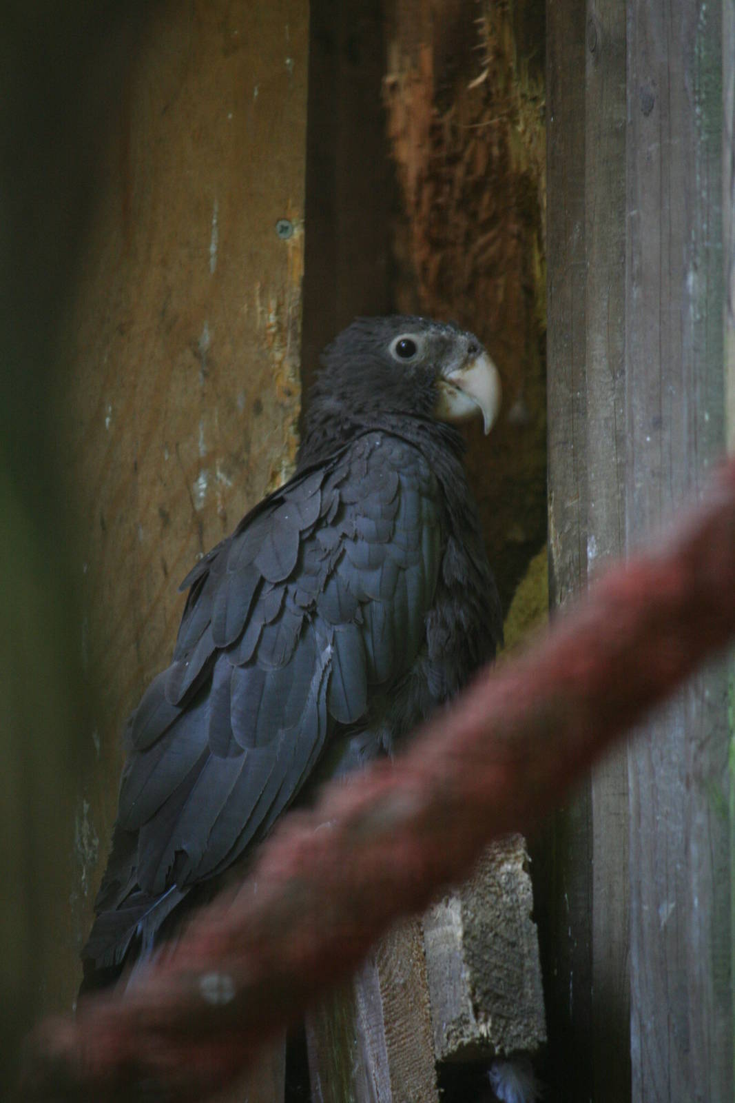 Greater vasa parrot