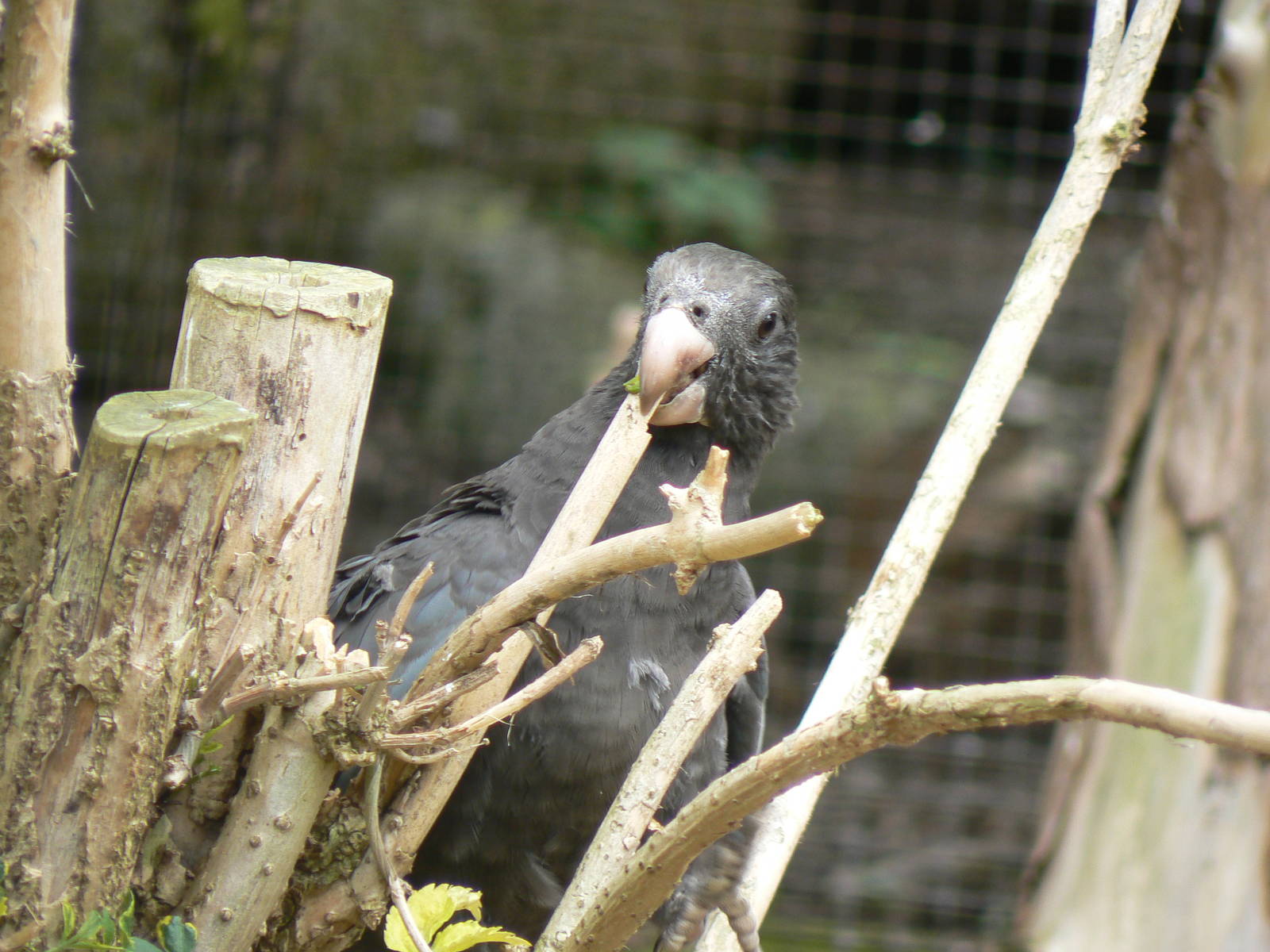 Greater Vasa Parrot