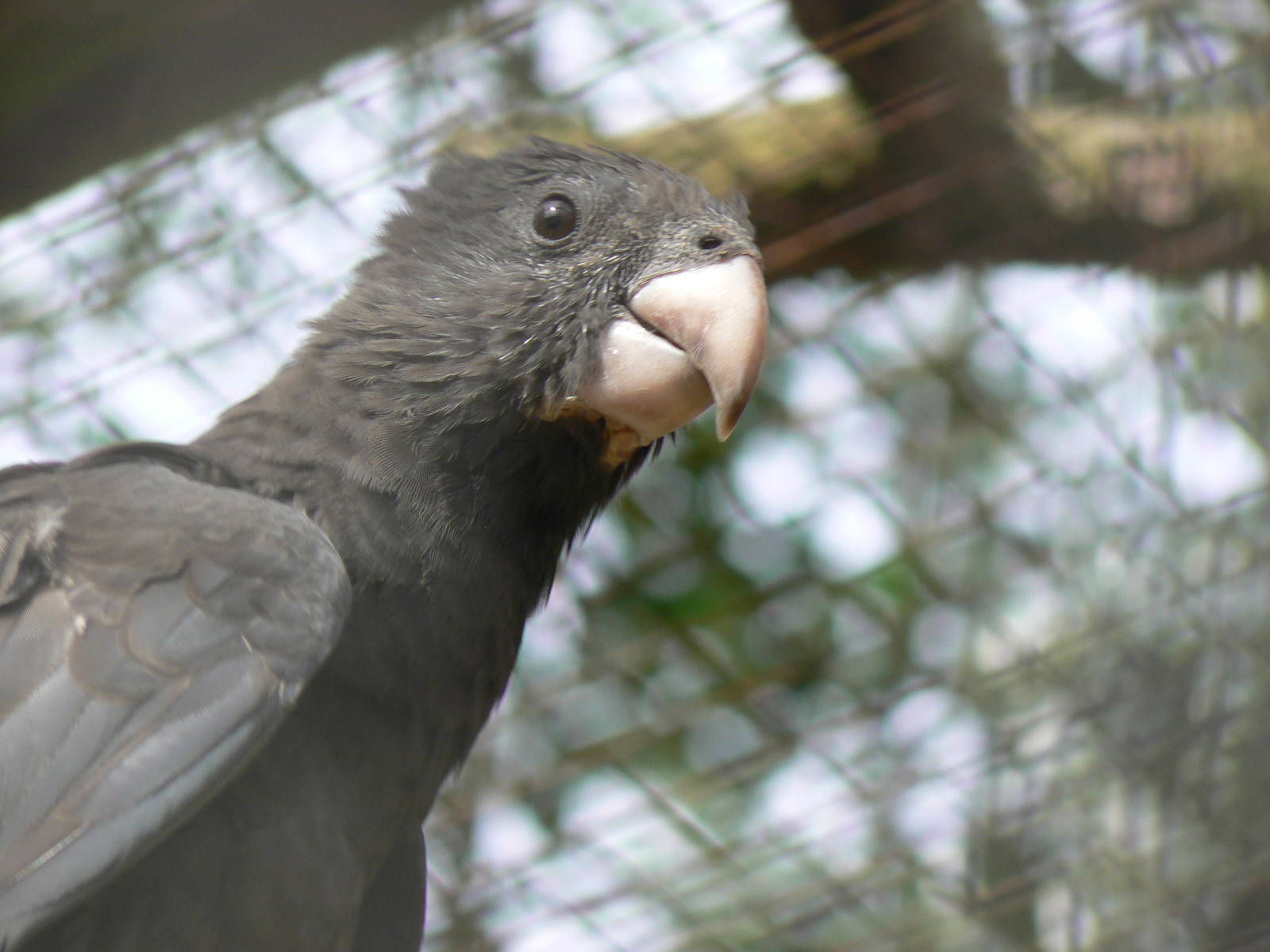 Greater Vasa Parrot