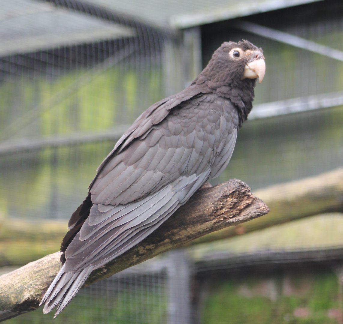 Greater vasa parrot