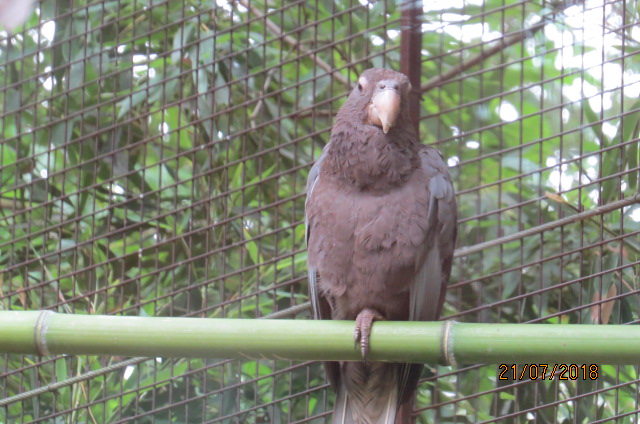 Greater Vasa Parrot