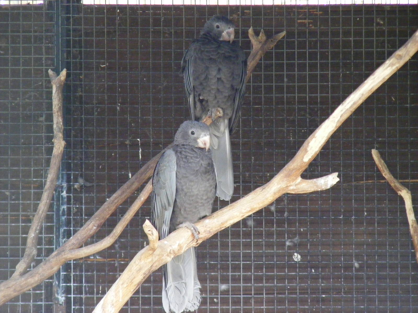 Greater vasa parrots at Beale Park, 13th March 2010