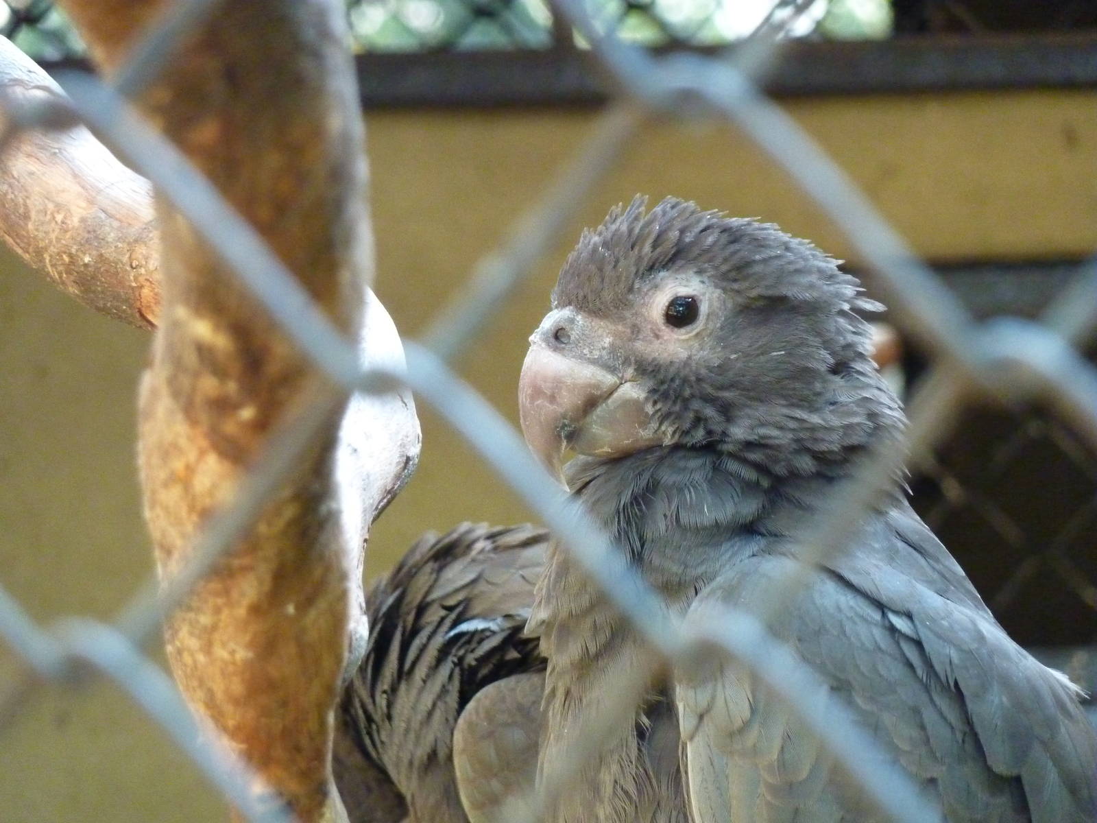 Greater vasa parrots