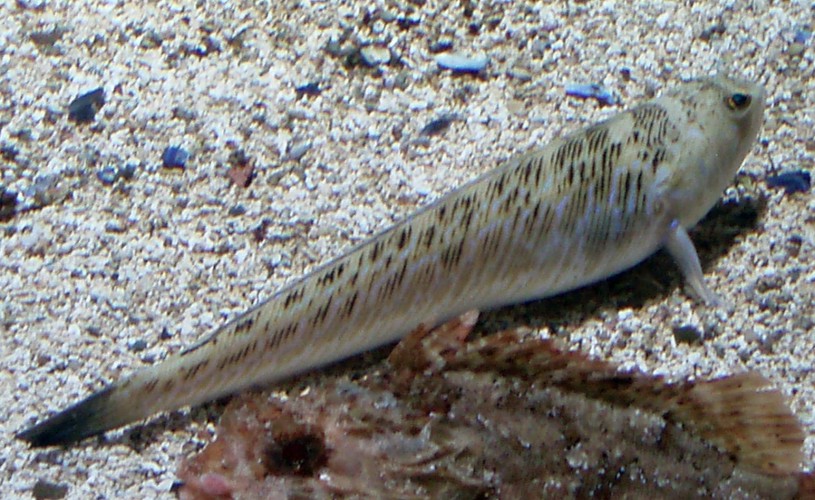 Greater Weever (Trachinus draco)