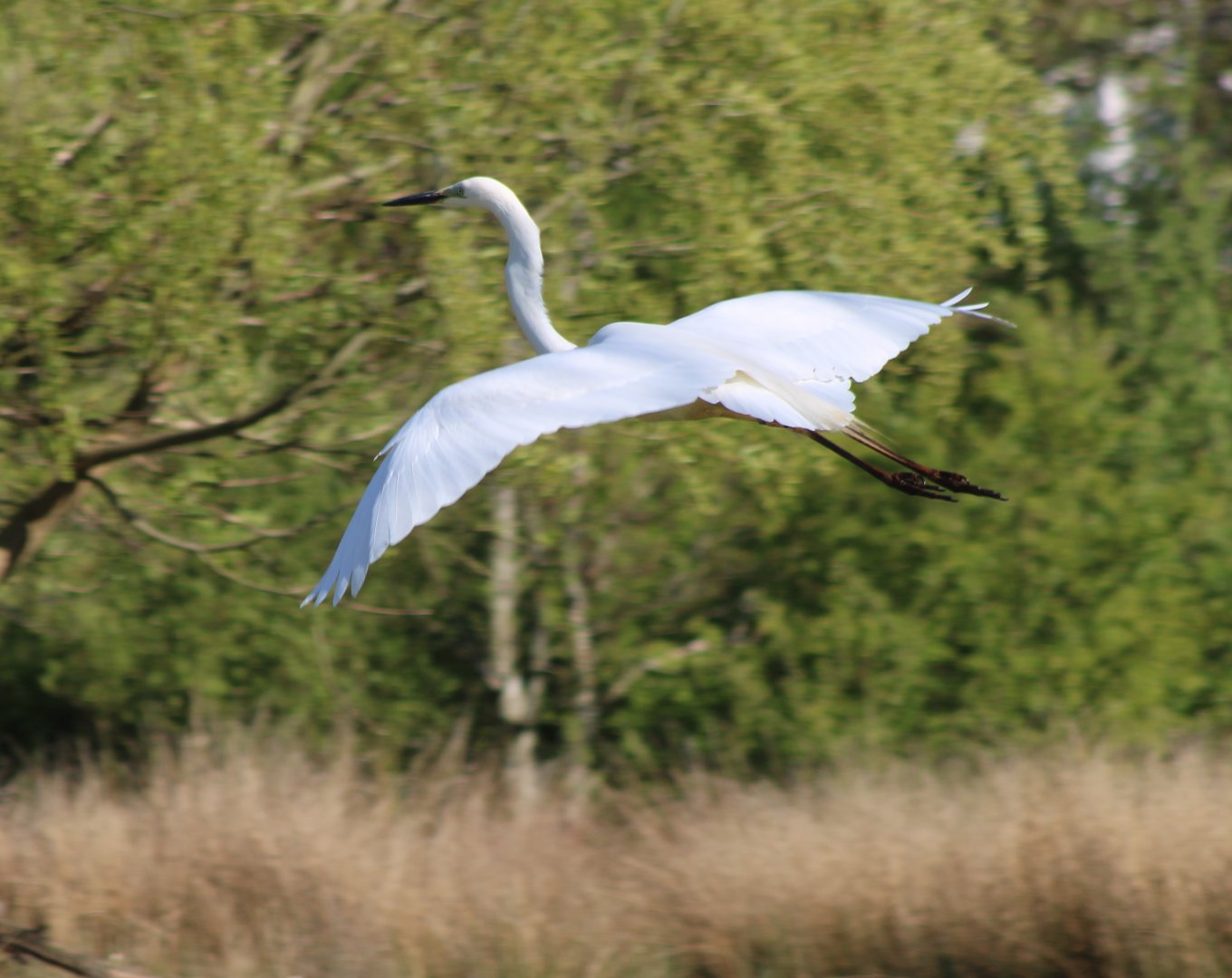 Greater white egret