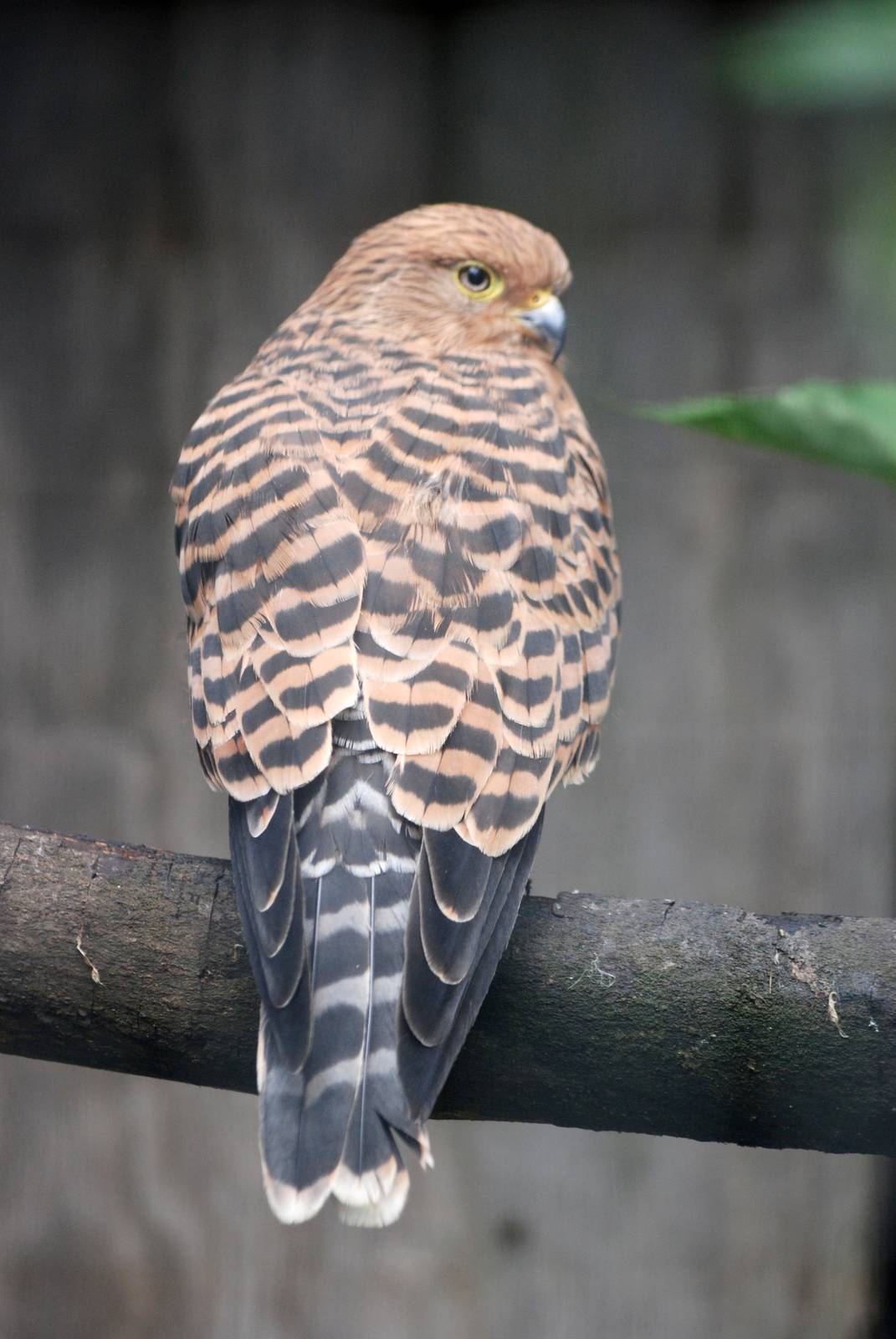 Greater (White-eyed) Kestrel at Cotswold Falconry Centre, 13/09/13