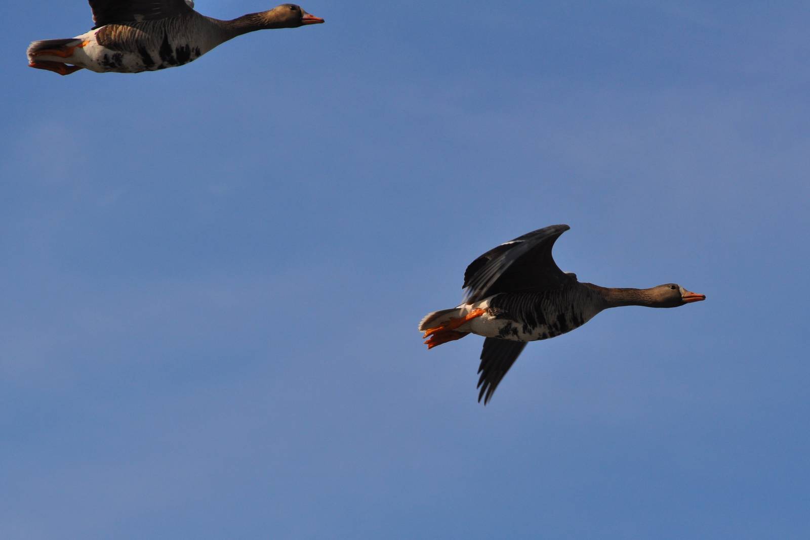 Greater White Fronted Geese - Alaska