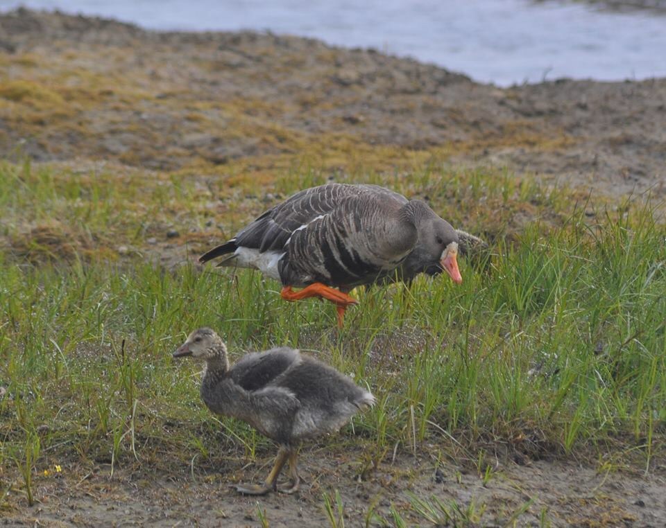 Greater White-fronted Geese - Alaska