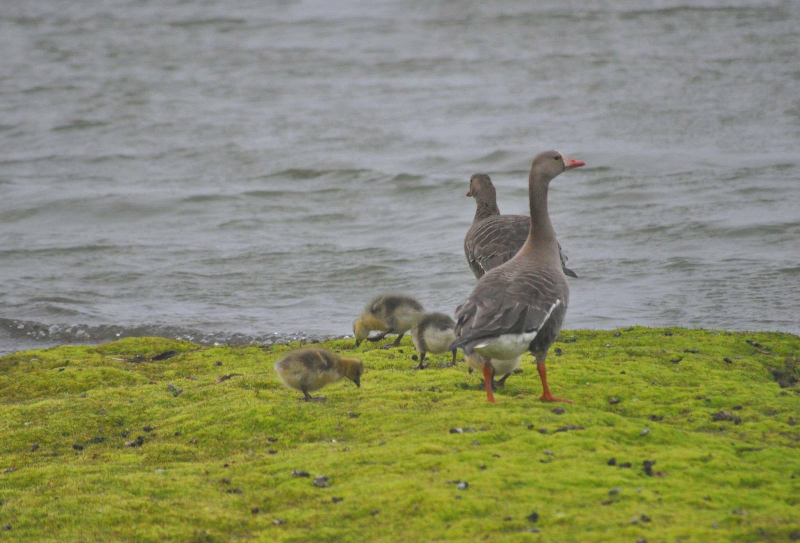 Greater White-fronted Geese - Alaska