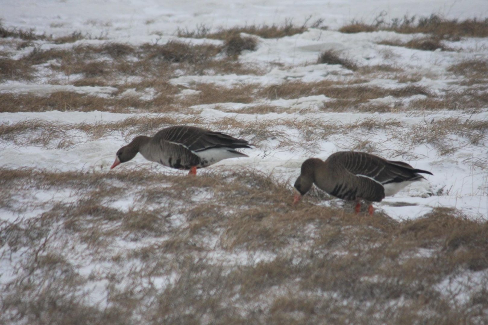 Greater White-fronted Geese - Alaska