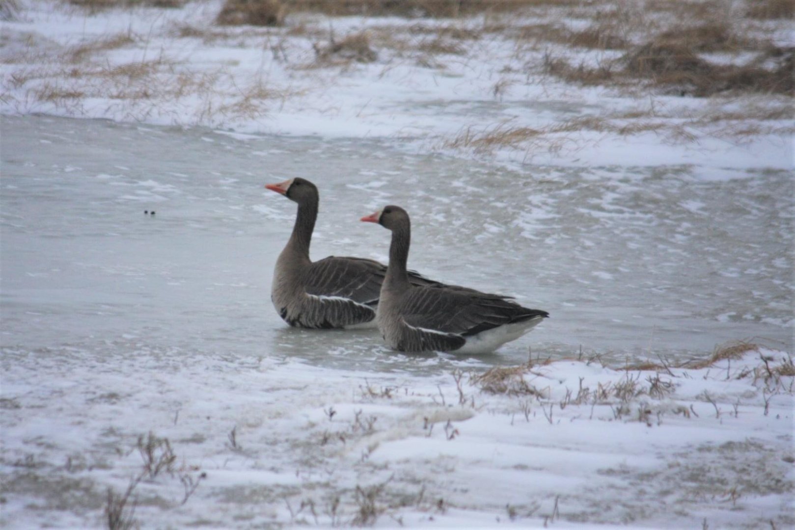 Greater White-fronted Geese - Alaska
