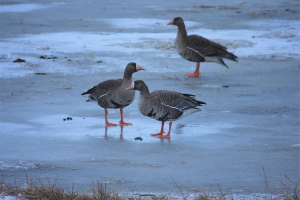 Greater White-fronted Geese - Alaska