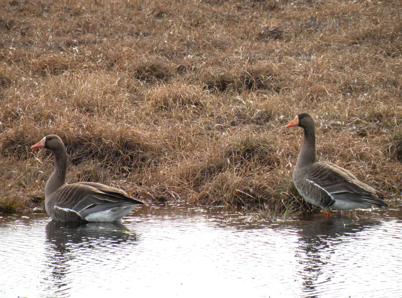 Greater White-fronted Geese