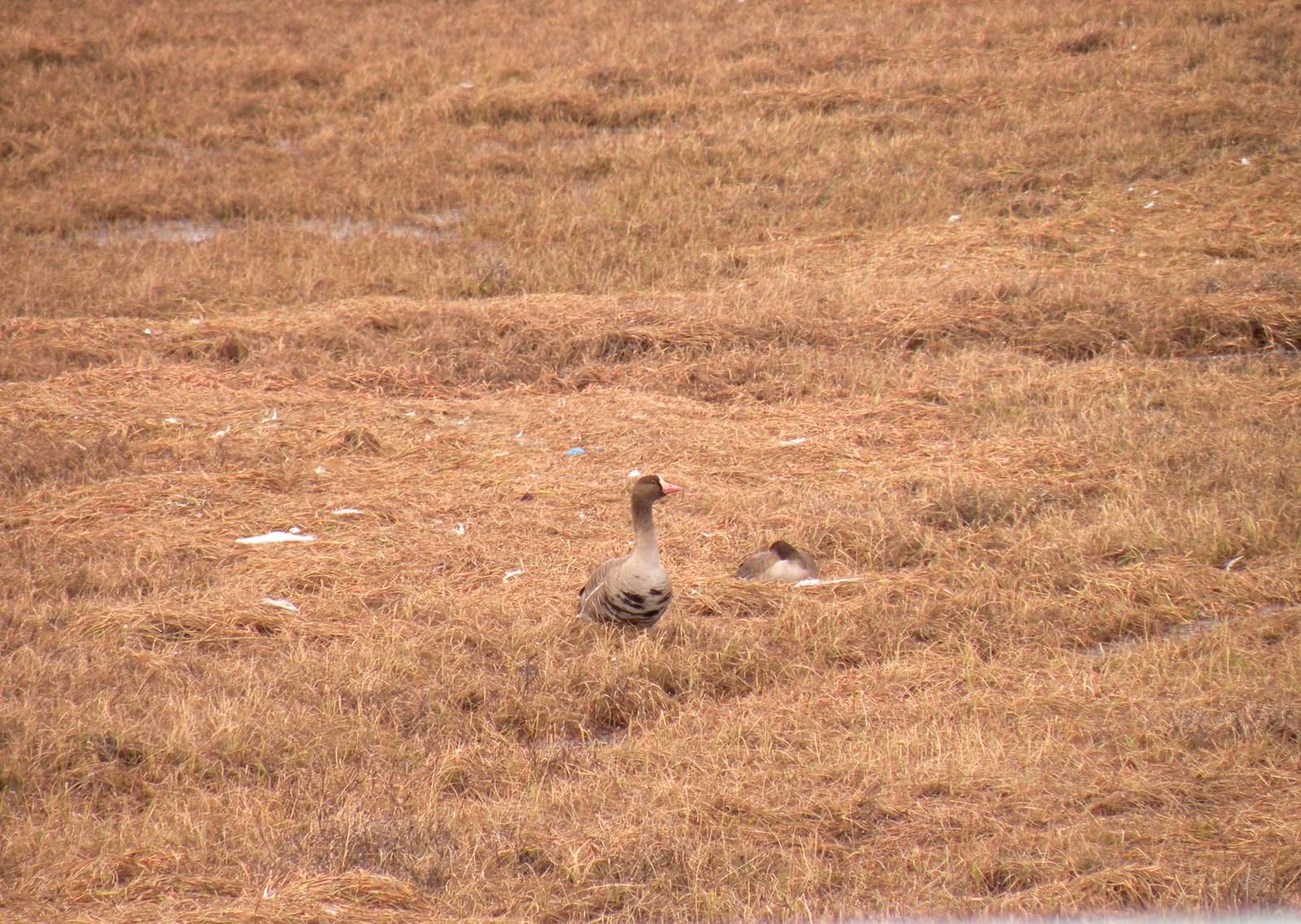 Greater White-fronted Geese