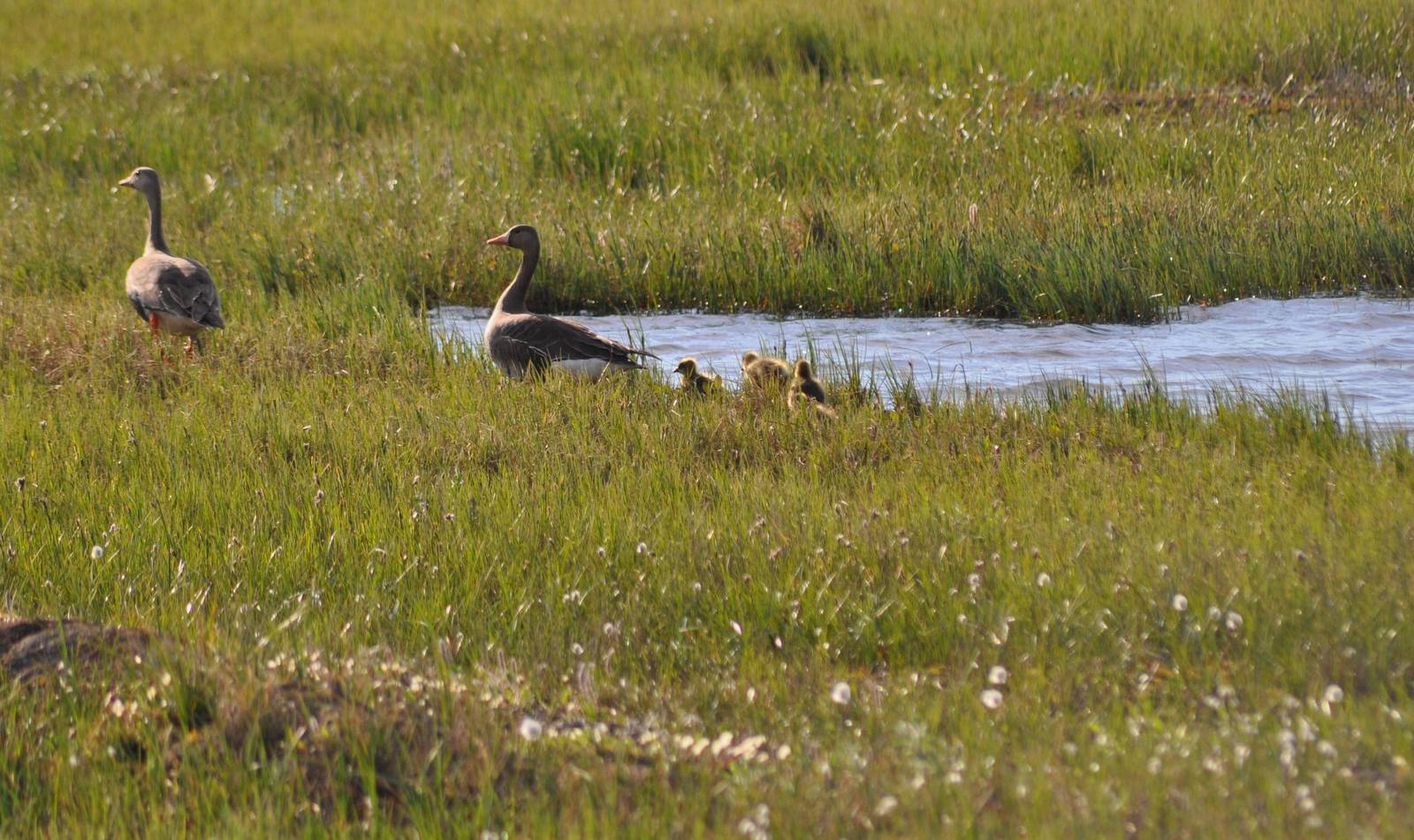 Greater White-fronted Geese