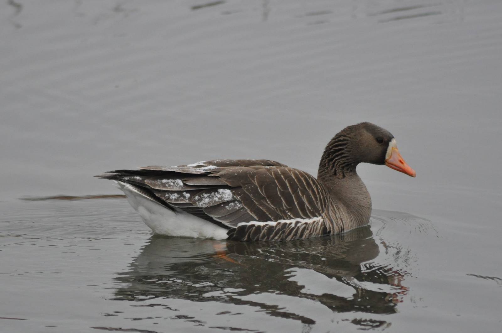 Greater White-fronted Goose - Alaska