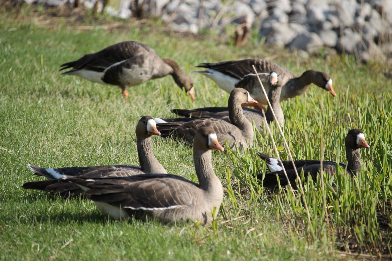 Greater White-Fronted Goose (Anser albifrons)