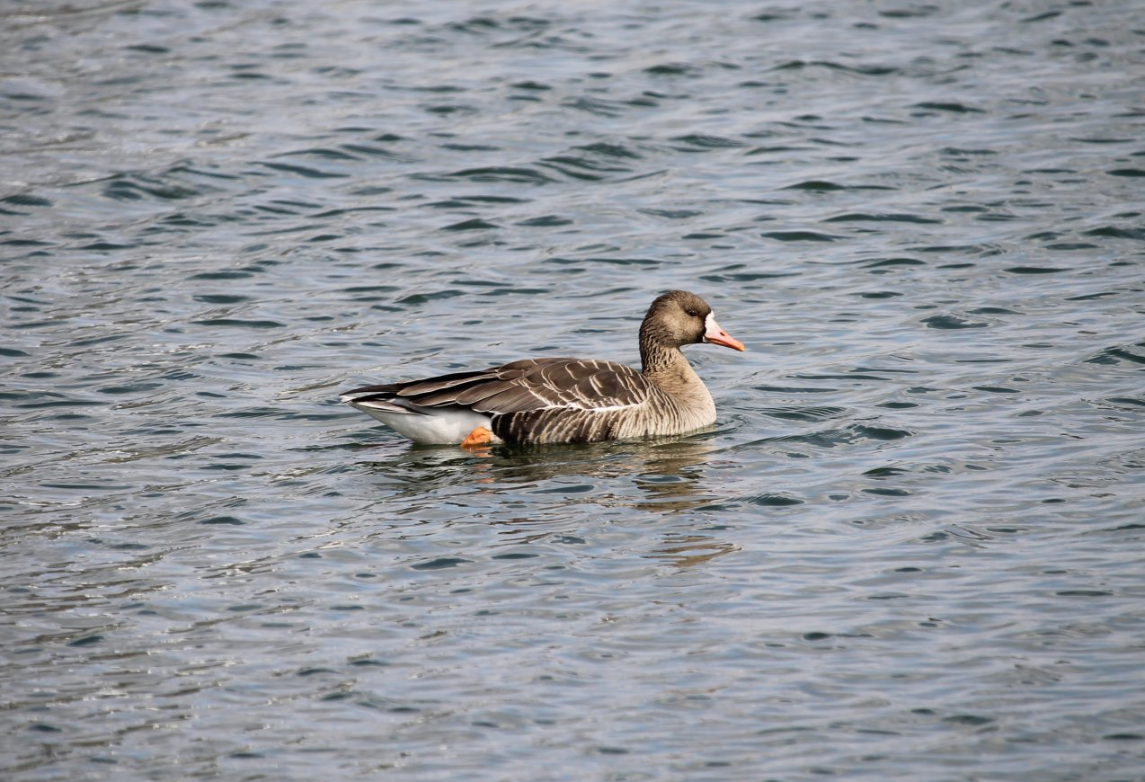 Greater White-Fronted Goose (Anser albifrons)