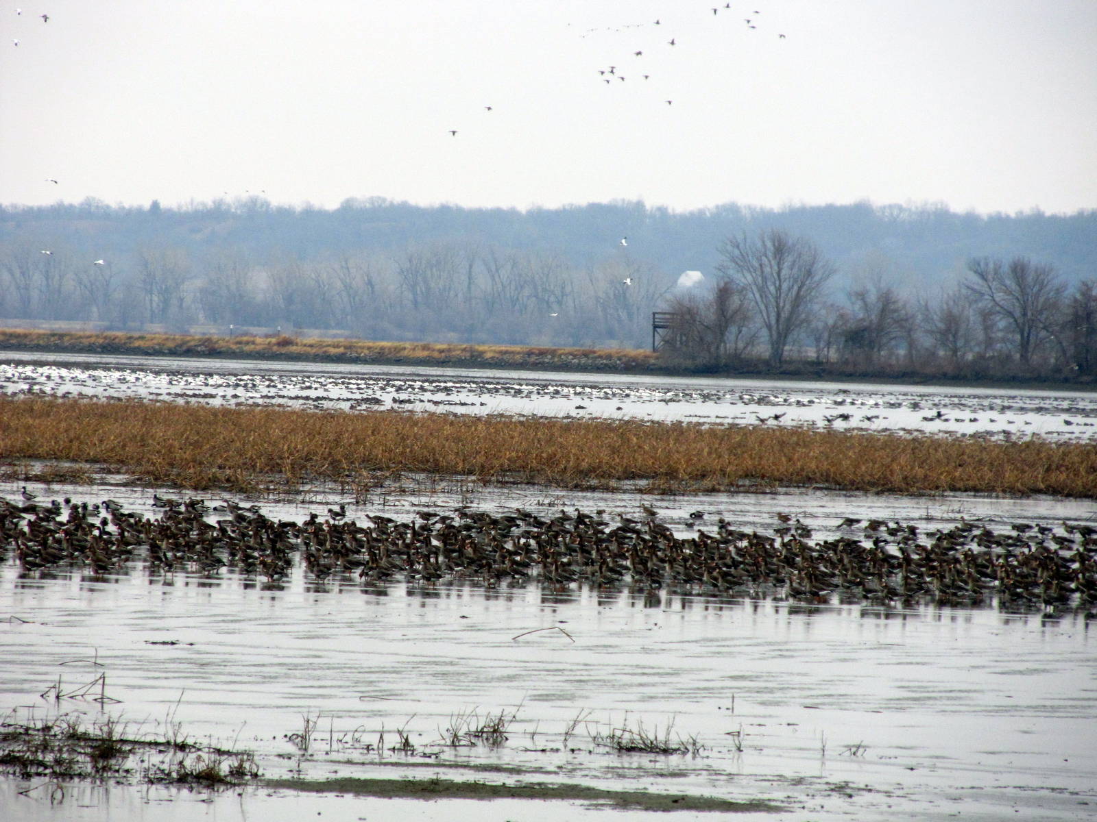 Greater White-fronted Goose Flock