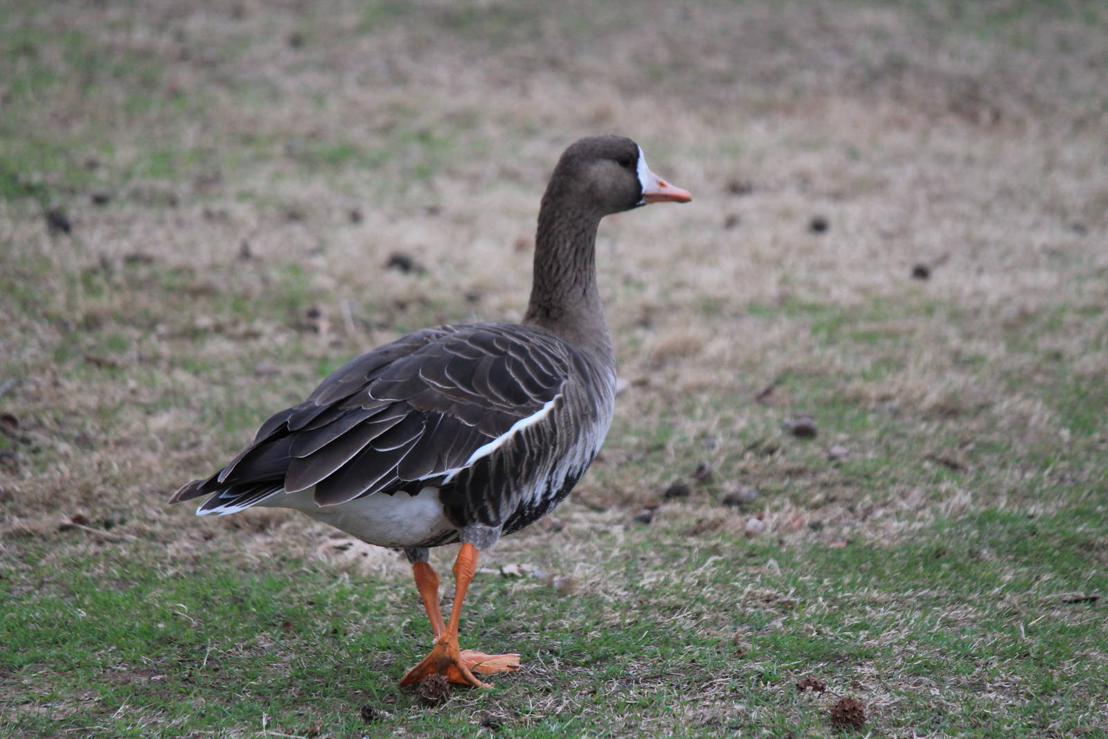 Greater White-Fronted Goose