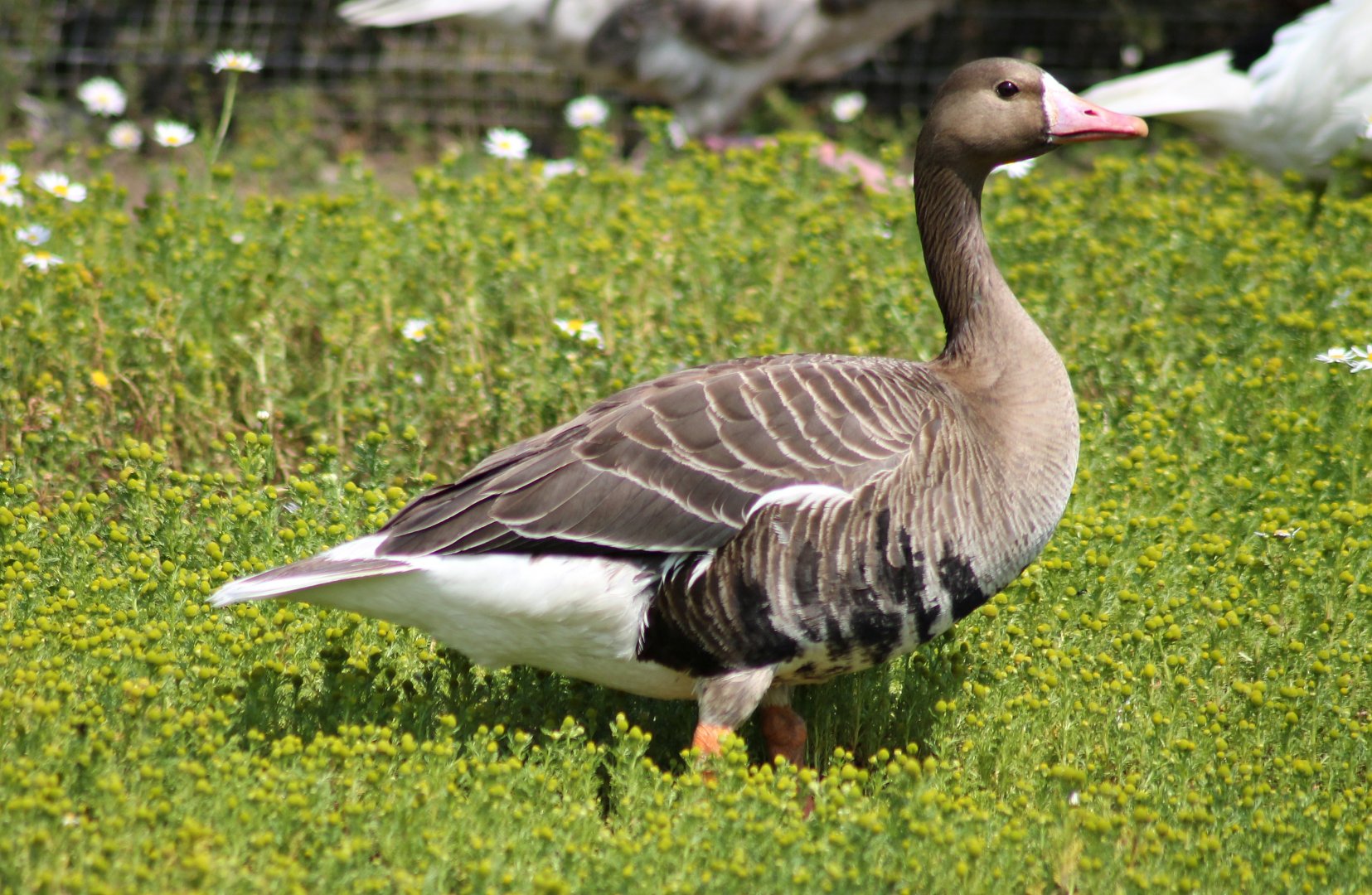Greater white-fronted goose