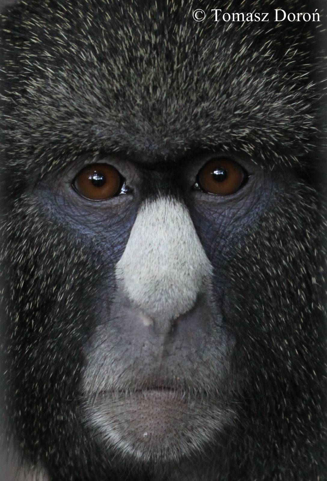 Greater white-nosed guenon (Cercopithecus nictitans nictitans).