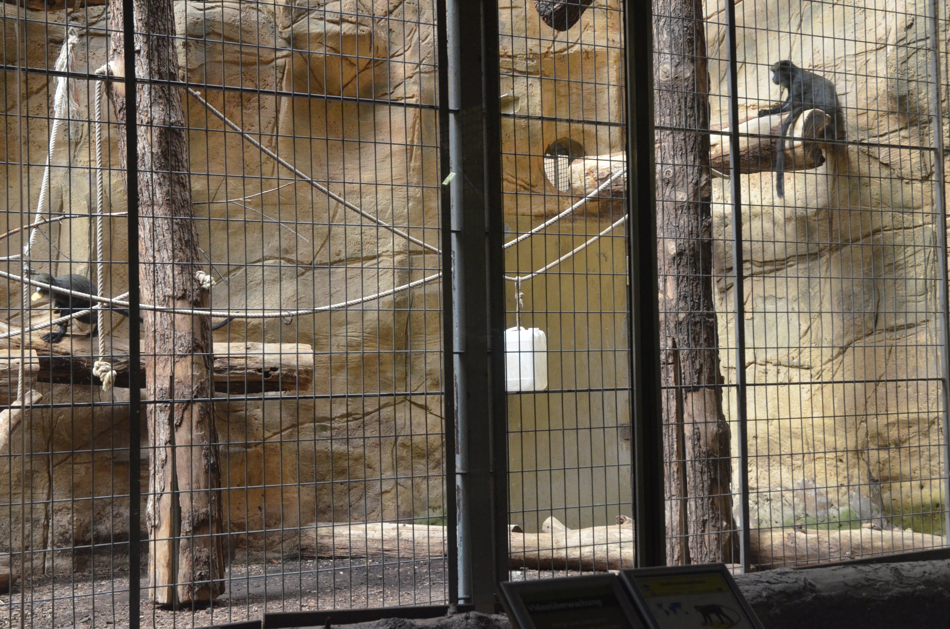 Greater White-nosed Guenon Enclosure in Aequatorium at Duisburg, 17/06/19