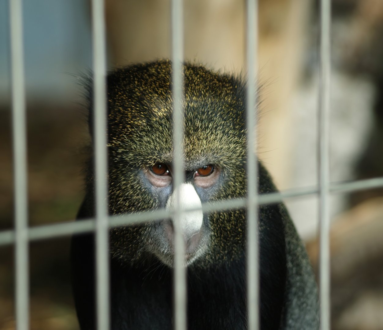 Greater white-nosed monkey (Cercopithecus nictitans nictitans), 2008-08-06