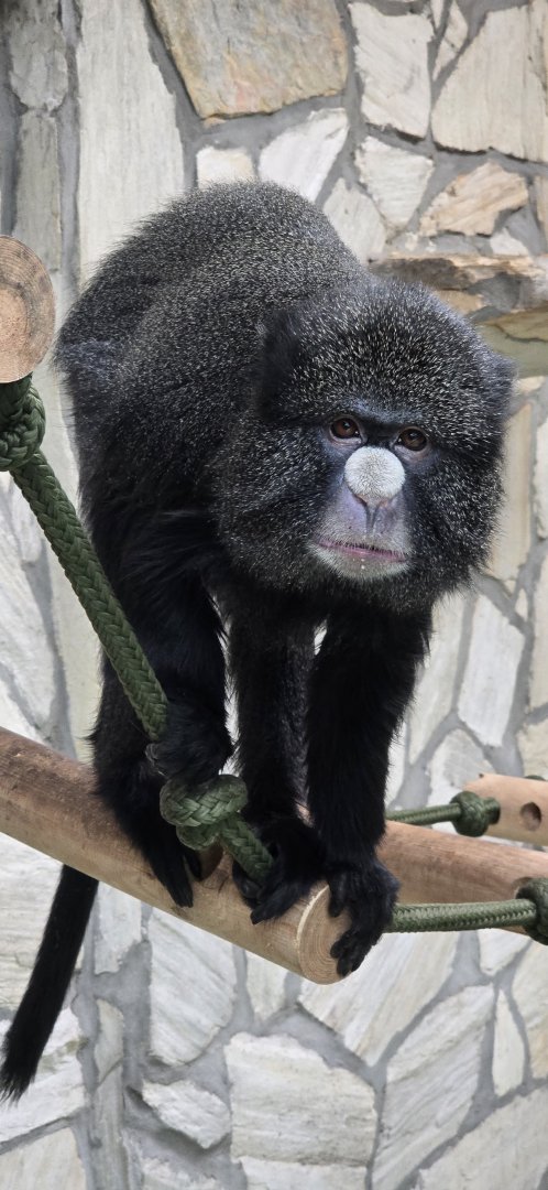 Greater white-nosed monkey