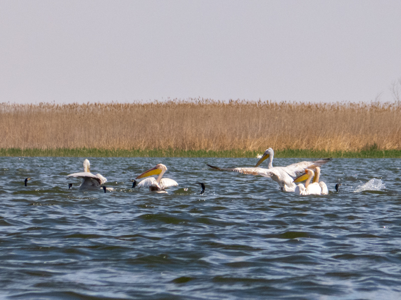 Greater White Pelican (Pelecanus onocrotalus), Dalmatian pelican (Pelecanus crispus) & Great cormorant (Phalacrocorax carbo) - Danube Delta
