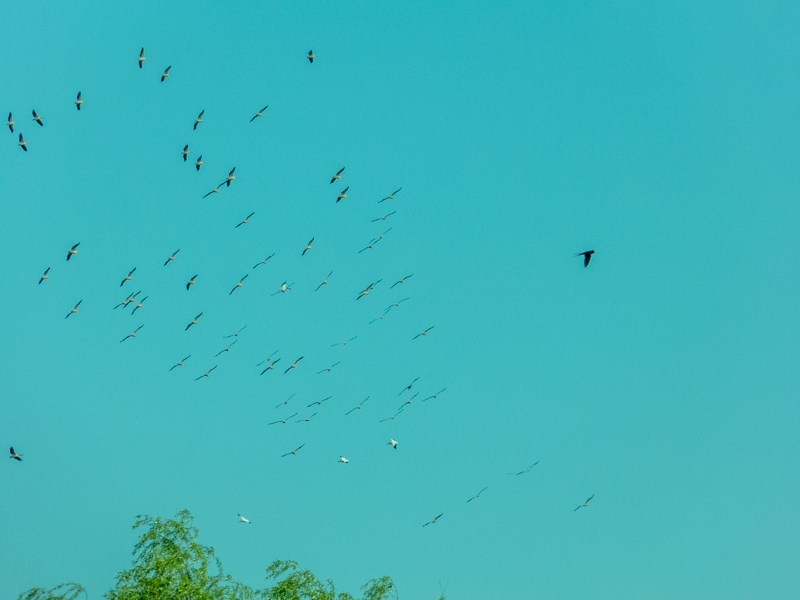 Greater White Pelican (Pelecanus onocrotalus) - Danube Delta