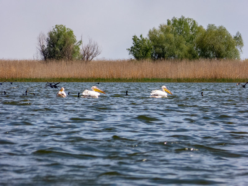 Greater White Pelican (Pelecanus onocrotalus) & Great cormorant (Phalacrocorax carbo) - Danube Delta