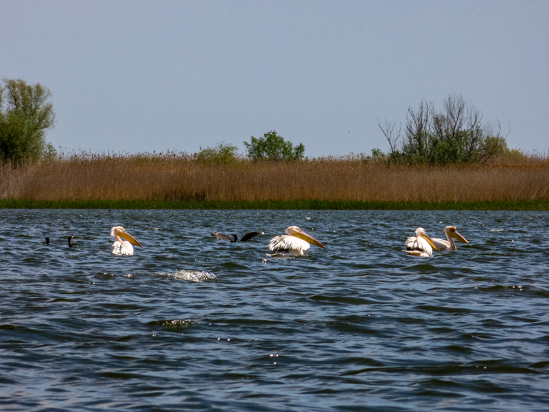 Greater White Pelican (Pelecanus onocrotalus) & Great cormorant (Phalacrocorax carbo) - Danube Delta