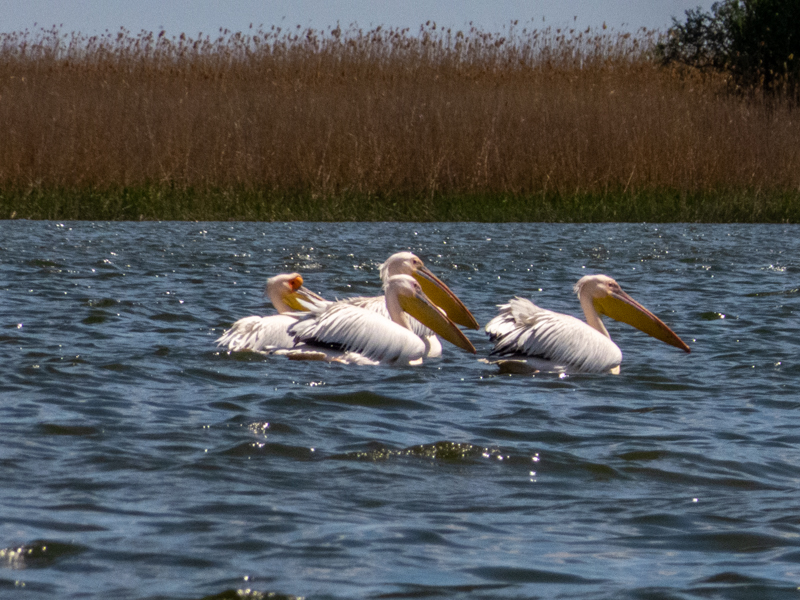 Greater White Pelican (Pelecanus onocrotalus) & Great cormorant (Phalacrocorax carbo) - Danube Delta