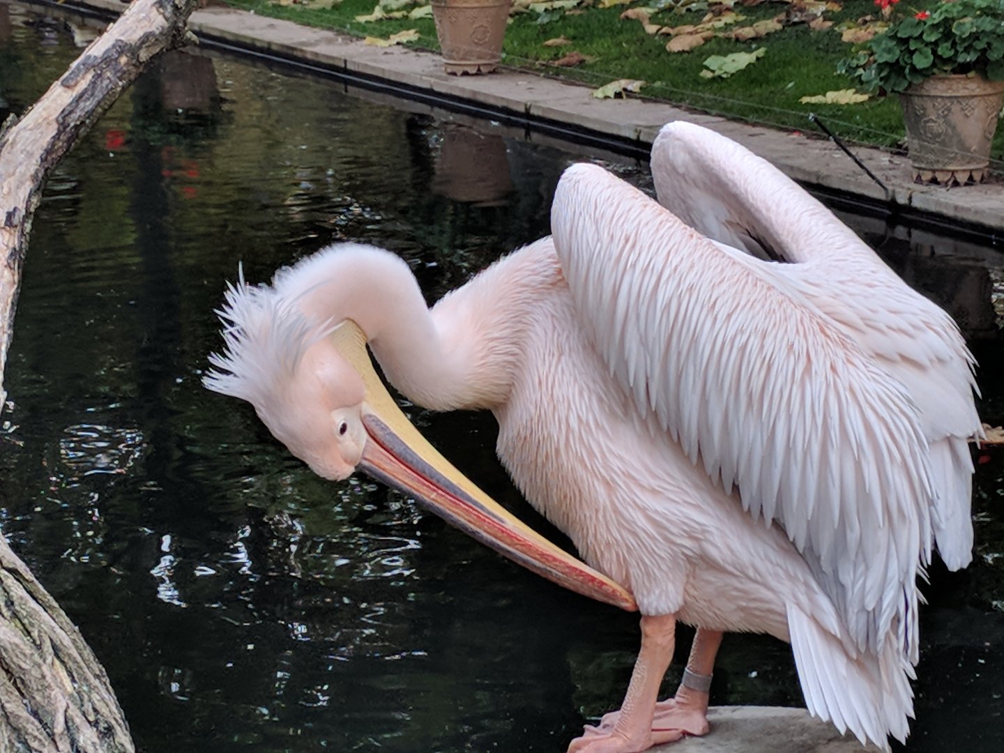 Greater White pelican