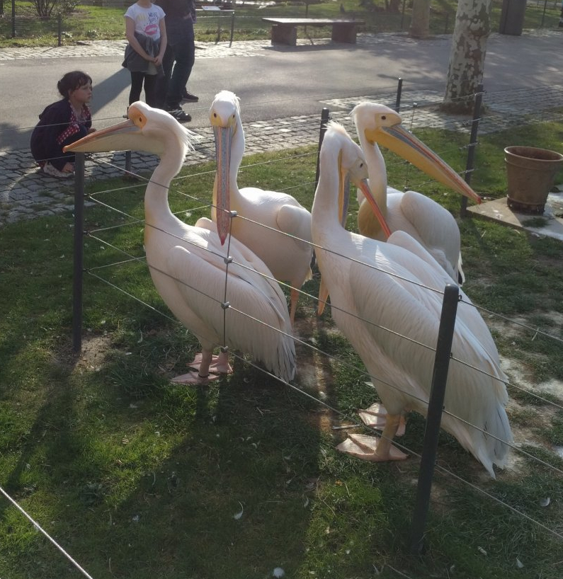 Greater White Pelicans