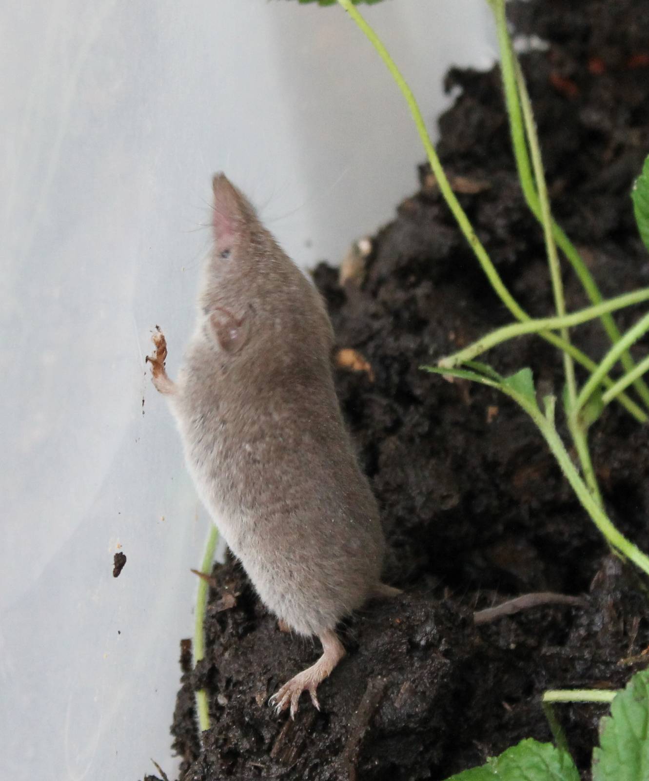 Greater white-toothed shrew