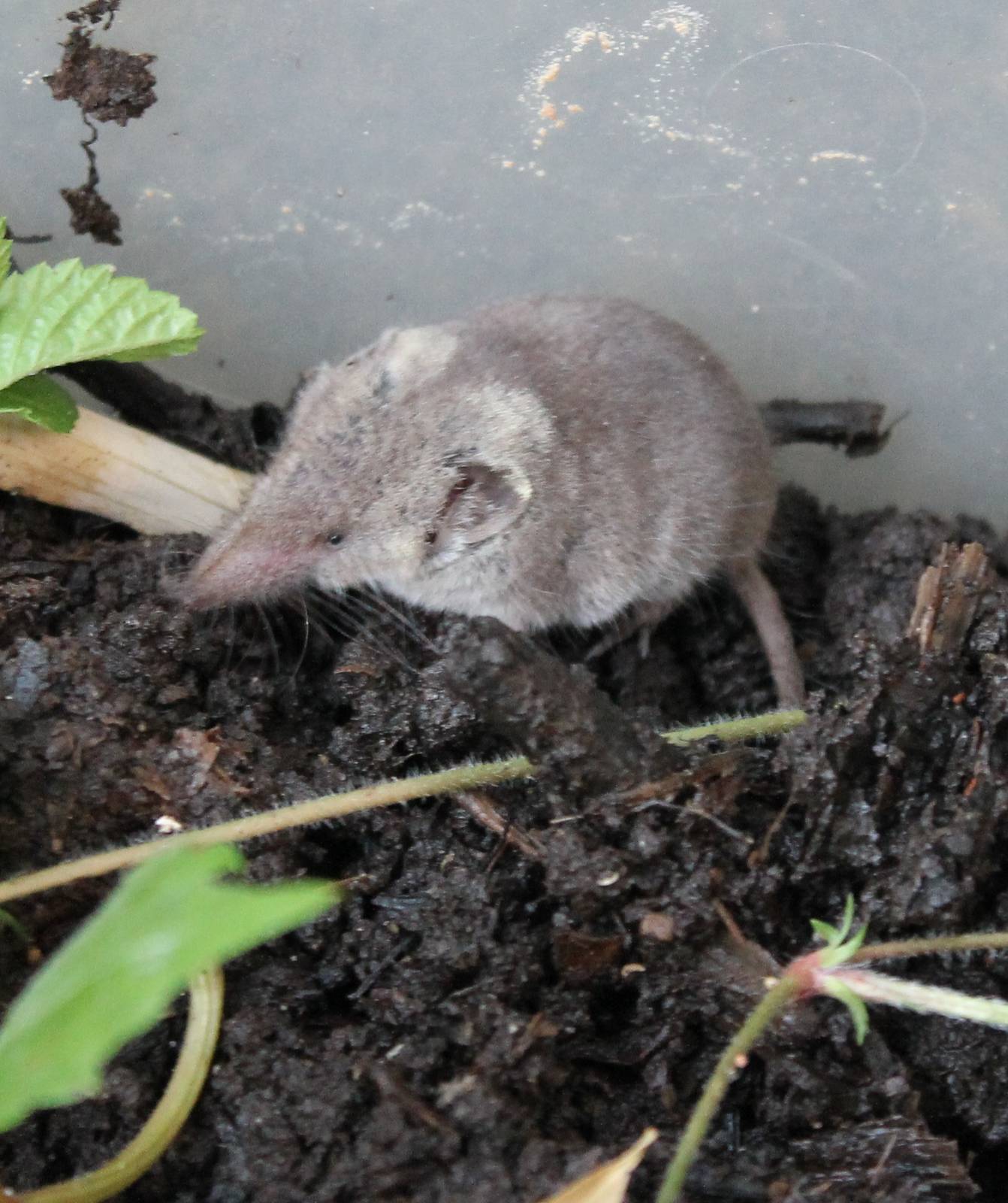 Greater white-toothed shrew