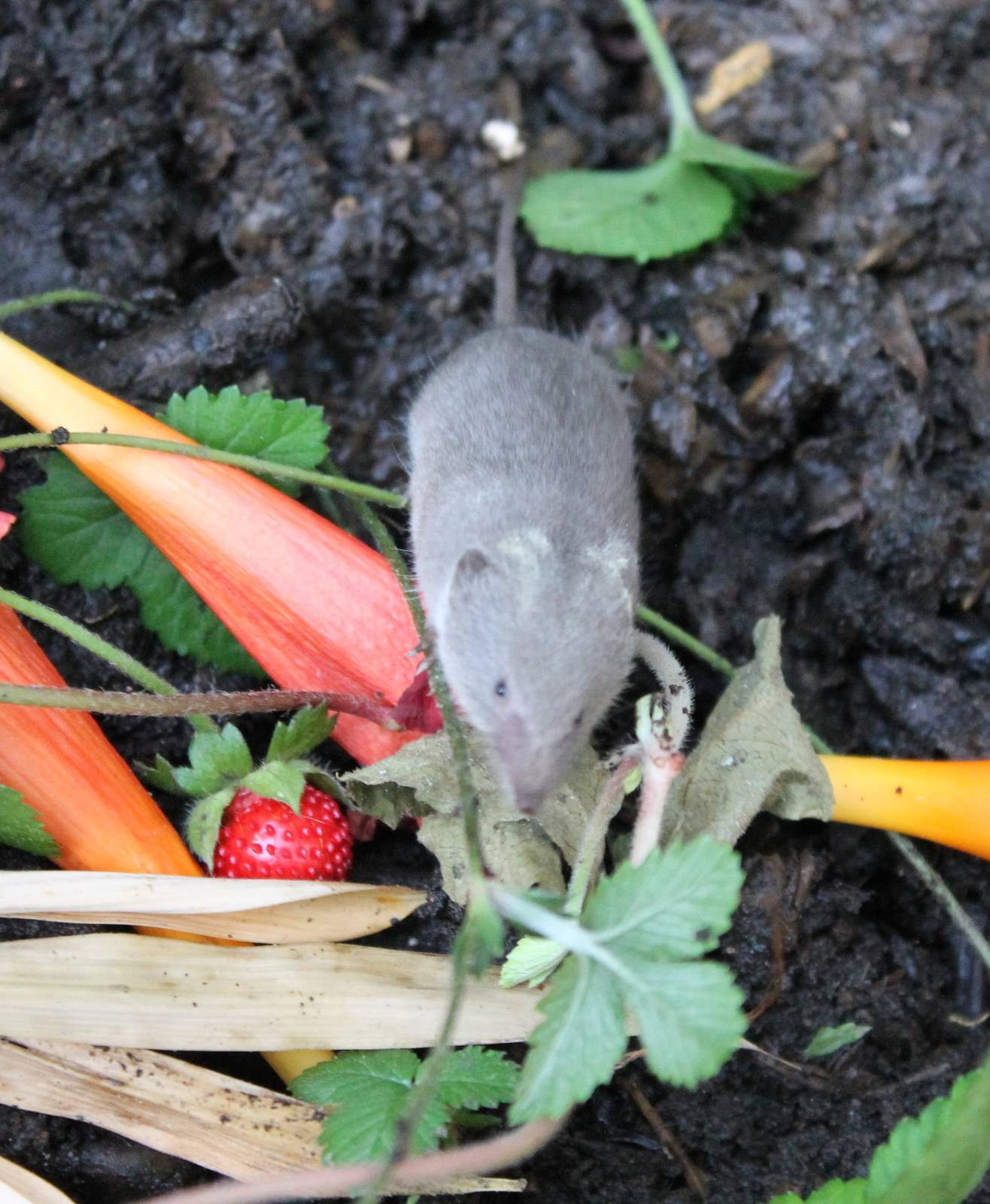 Greater white-toothed shrew