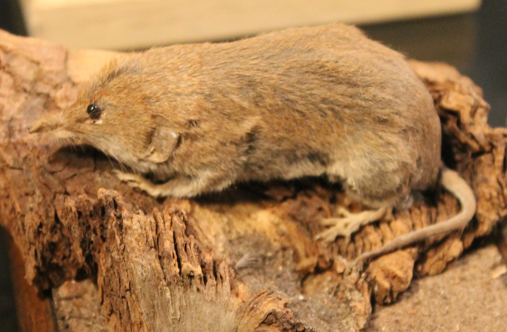 Greater white-toothed shrew