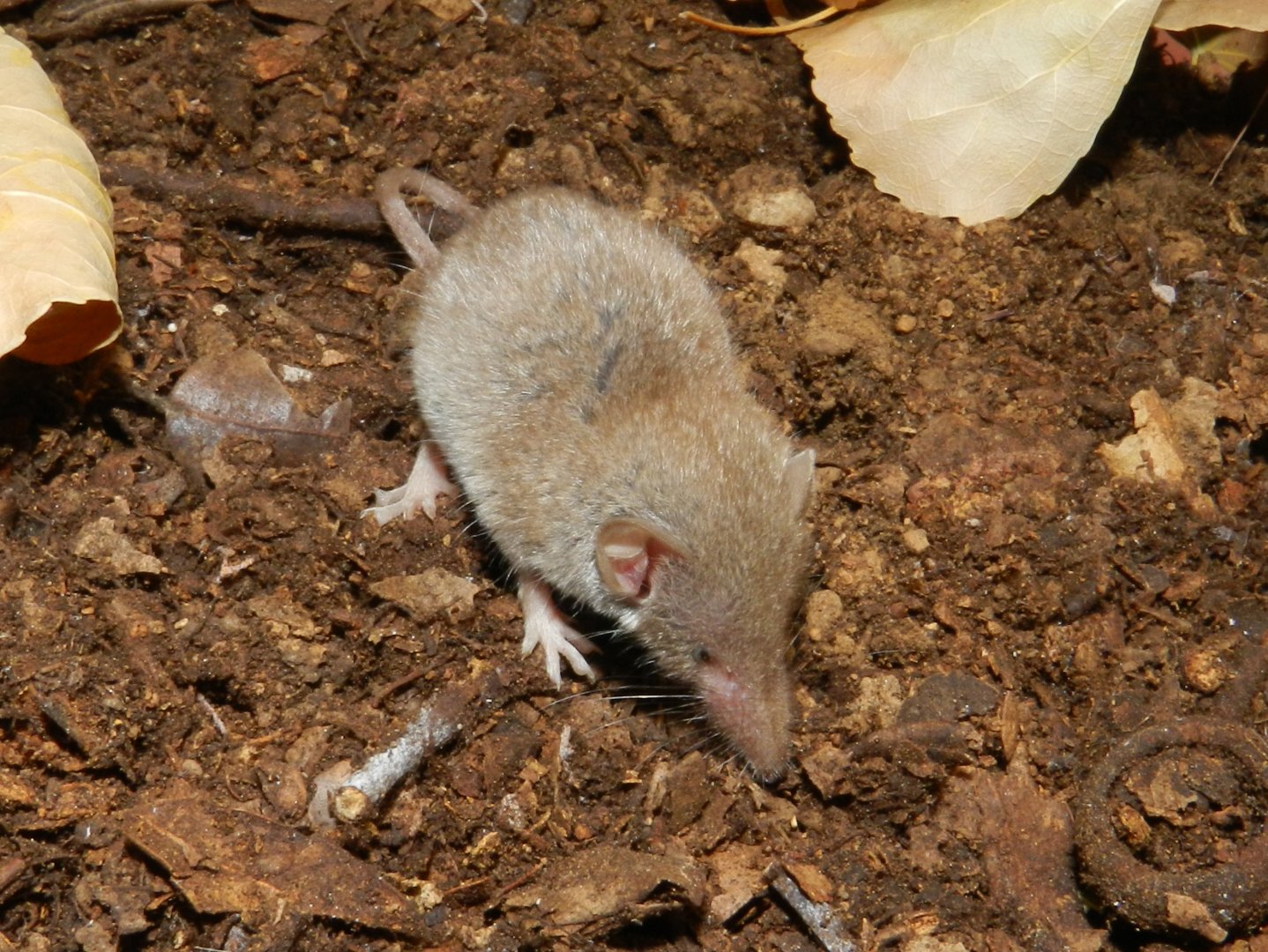 Greater White-toothed Shrew