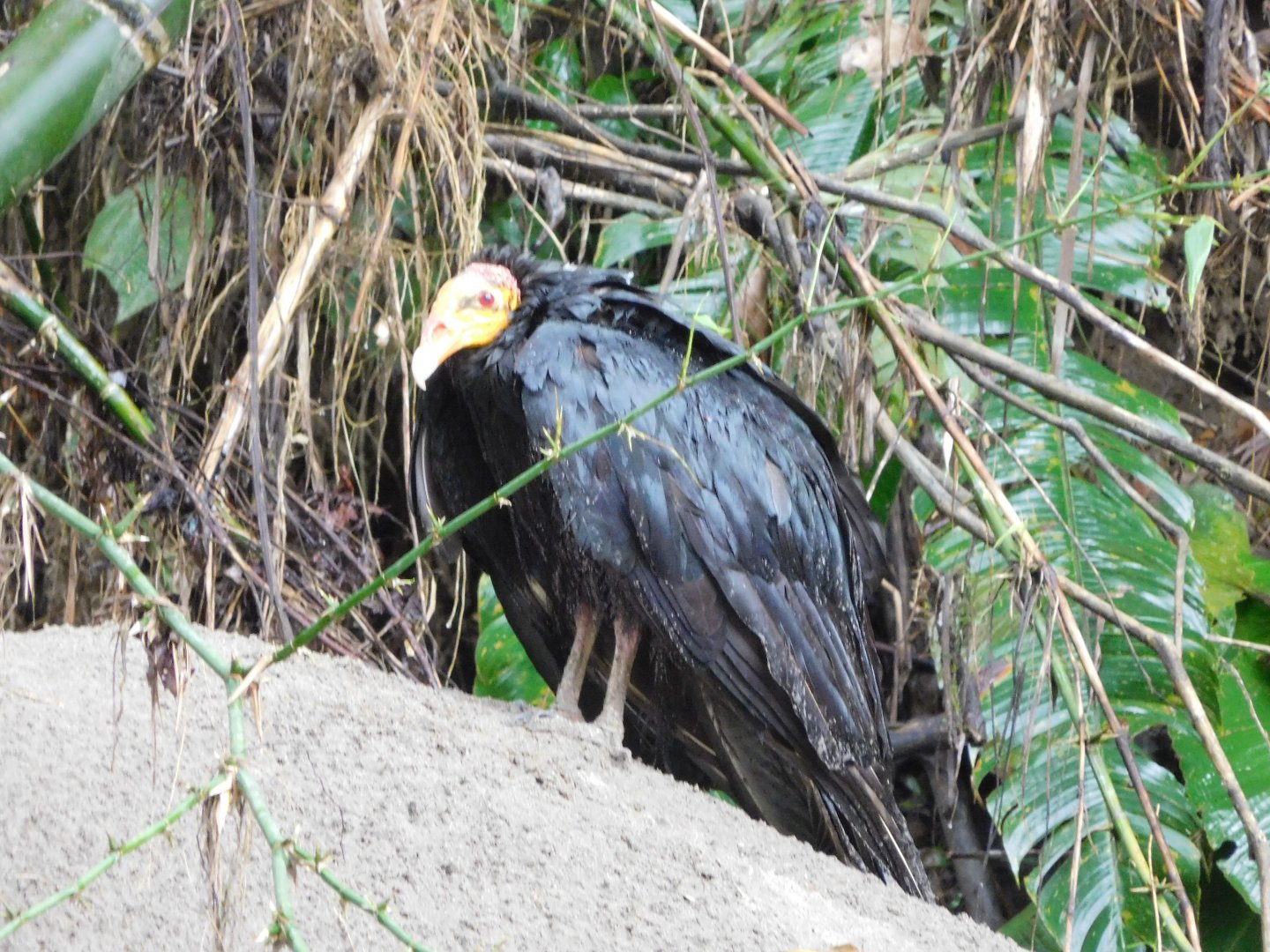 Greater yellow-headed vulture